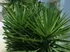 Garden feature