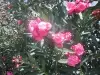 Garden feature