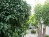 Grapefruits