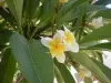 Garden feature