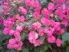 Garden feature